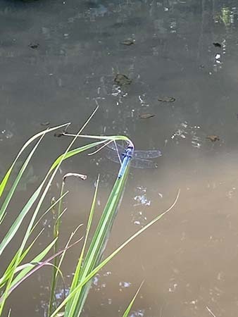 IMG_5468.jpeg