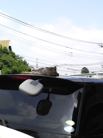 P1000271.jpg
