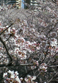 image/hirosh-2006-04-06T14:58:38-1.jpg