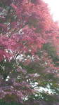 2007112812270000.jpg